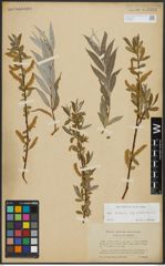 Foto von Salix alba subsp. vitellina (L.) Arcang.